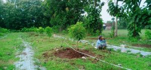 Kebun buah kelengkeng jambangan