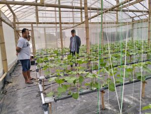 Menciptakan Masa Depan yang Hijau dengan Sinau Greenhouse bareng Bumdes Kaliwedi Gondang Sragen