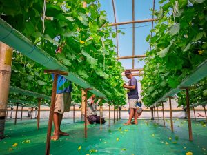 Kelebihan tanaman dalam Greenhouse dengan system hidroponik