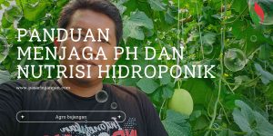 Panduan menjaga ph dan nutrisi hidroponik NFT