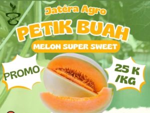 Melon premium Jatera Agro