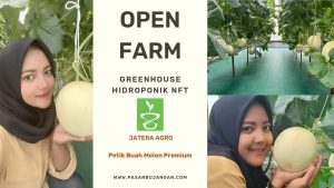 Open Farm Petik Buah Jatera Agro