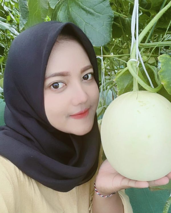 Melon premium Jatera Agro - Gambar 4