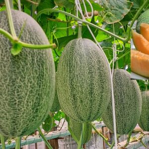 Melon premium Jatera Agro