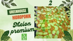 Jatera agro Jambangan tanam melon premium kedua