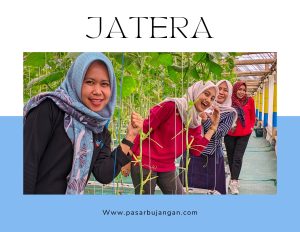 Jatera agro kembangkan eduwisata petik melon premium