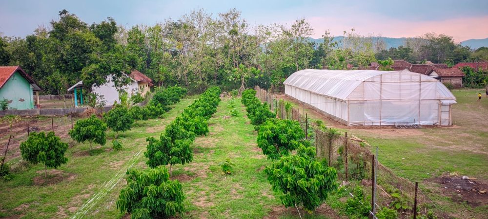 KEBUN KLENGKENG